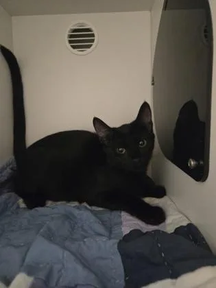 A baby medium-sized female Domestic Short Hair cat named Josey for adoption in Savannah, GA