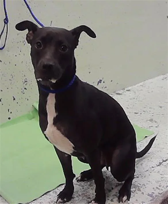 An adult medium-sized female Staffordshire Bull Terrier dog named A for adoption in Houston, TX