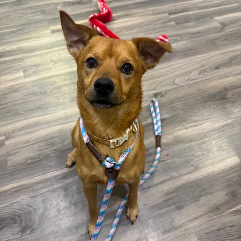 An adult medium-sized male Yellow / Tan / Blond / Fawn Pug dog named Russell for adoption in Muncie, IN
