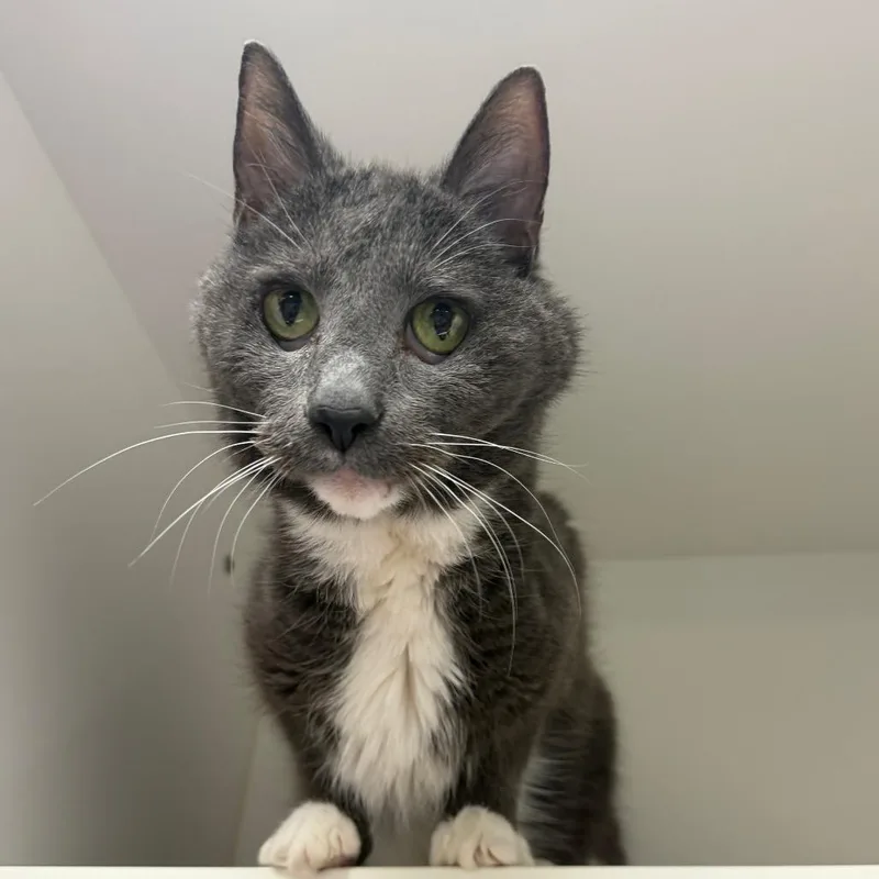 A senior medium-sized male Gray / Blue / Silver Domestic Short Hair cat named Shadow for adoption in Philadelphia, PA