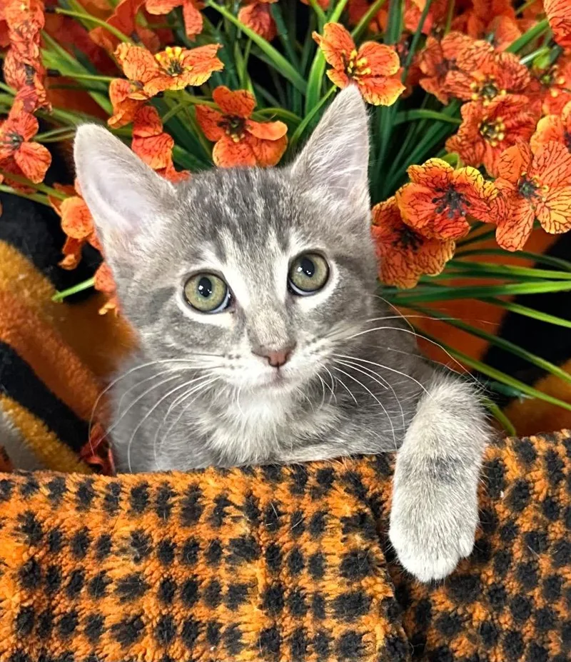 A baby small-sized male Domestic Short Hair cat named Argos for adoption in Stillwater, OK