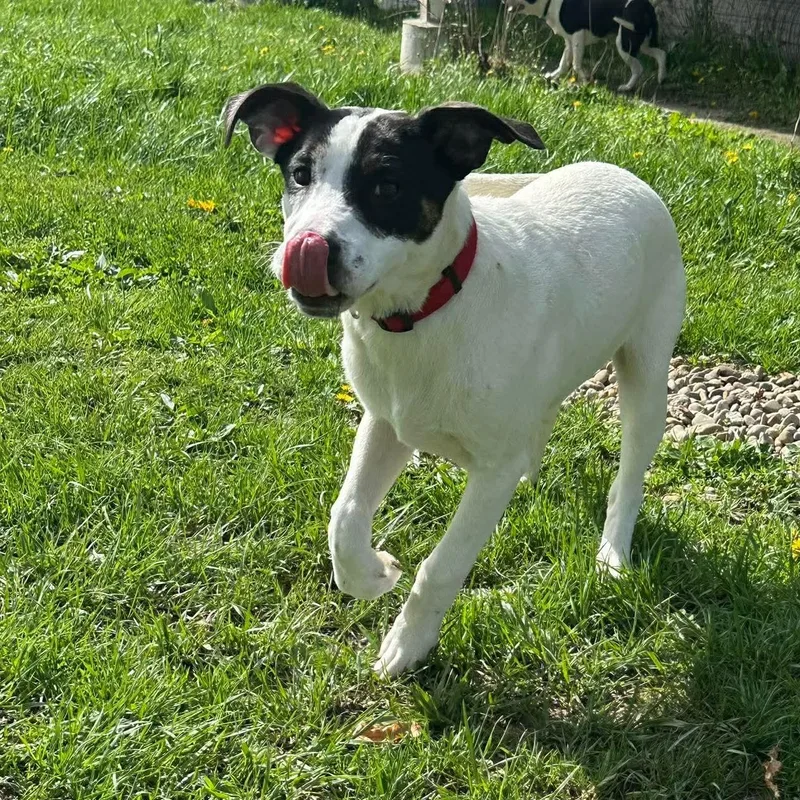 A baby medium-sized male Black Mixed Breed dog named Ben for adoption in Elyria, OH