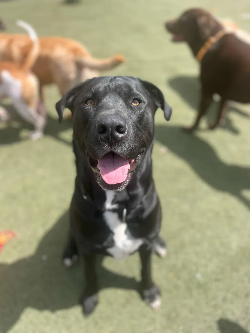 An adult large-sized male Bicolor Labrador Retriever dog named Cole for adoption in New York, NY