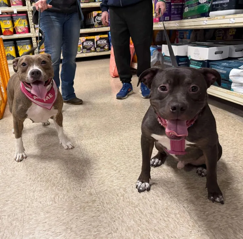 An adult medium-sized male Brown / Chocolate Pit Bull Terrier dog named Linus for adoption in Wenonah, NJ