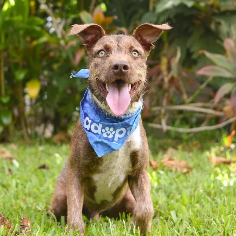 A young medium-sized male Mixed Breed dog named Mr. Bean for adoption in Kailua Kona, HI