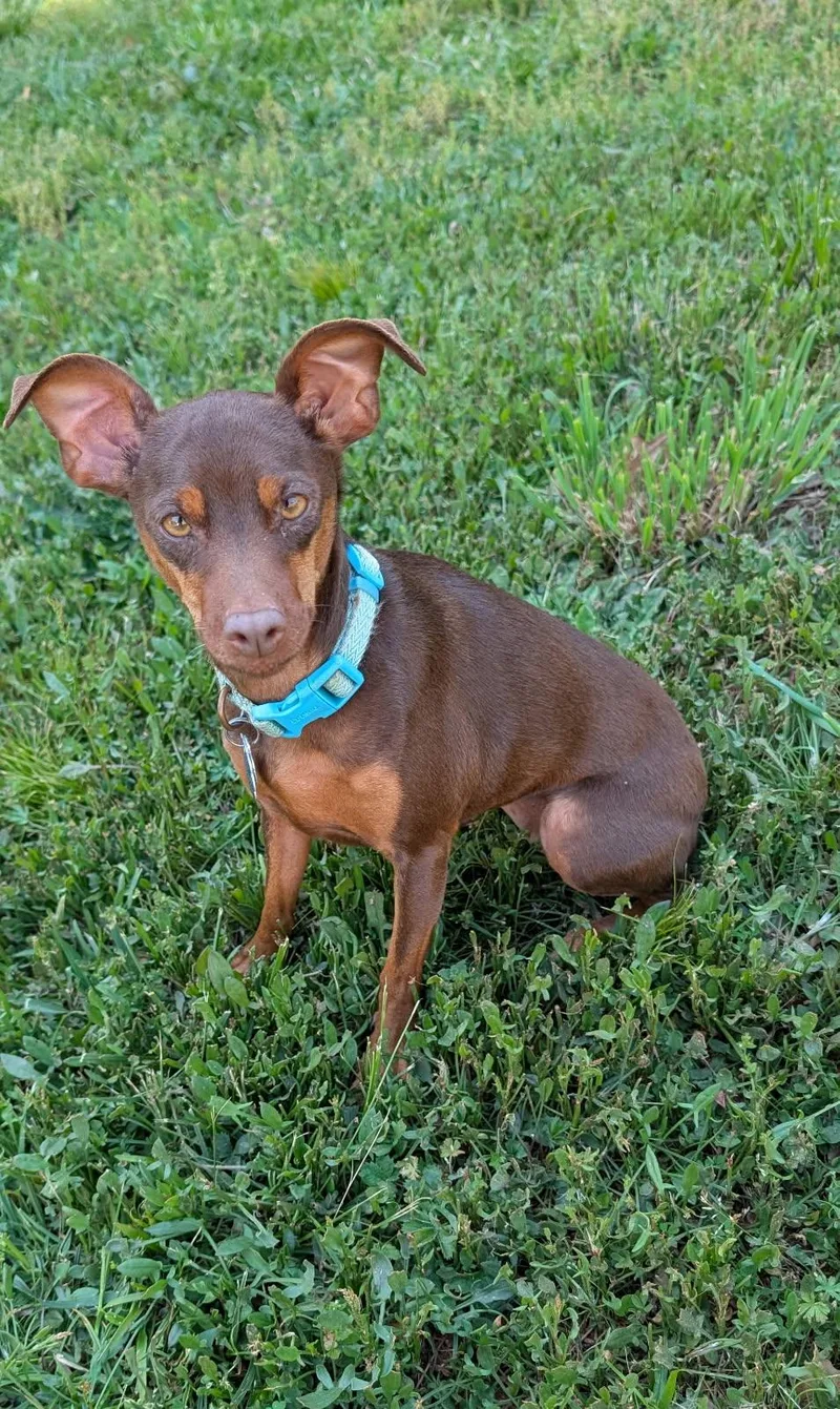 Chiquita thumbnail 4