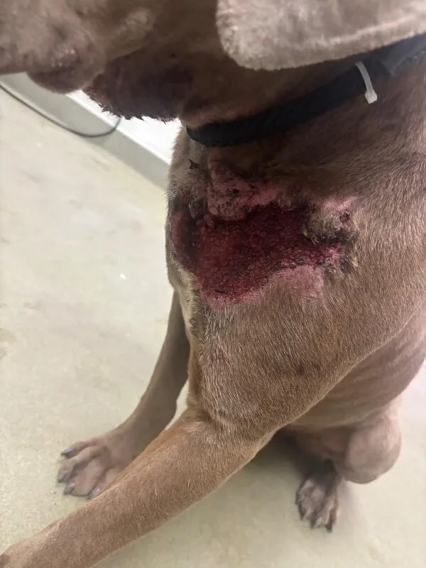 An adult large-sized male Brown / Chocolate Mixed Breed dog named Butter for adoption in Hobbs, NM