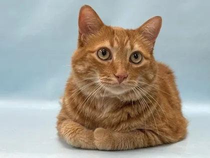 A senior small-sized male Domestic Short Hair cat named Sans for adoption in Coon Rapids, MN