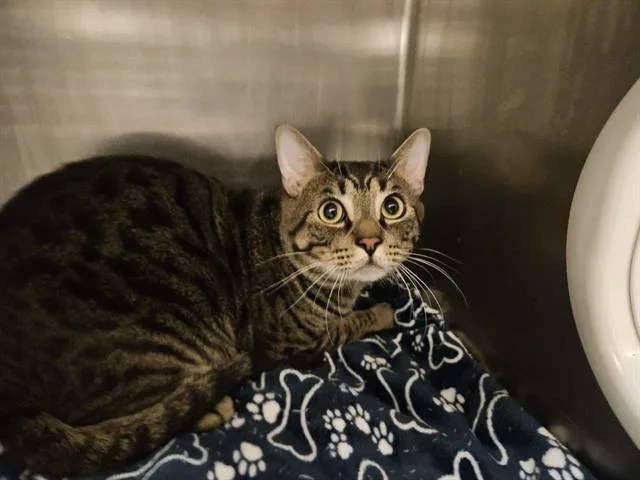 A young large-sized male Domestic Short Hair cat named Dj Catnip for adoption in Antioch, CA