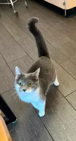 A young medium-sized female Gray & White Domestic Short Hair cat named Chikis for adoption in Woodbridge, VA