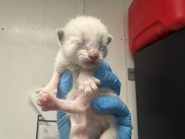 A baby small-sized female Domestic Short Hair cat named Meredith for adoption in San Bernardino, CA