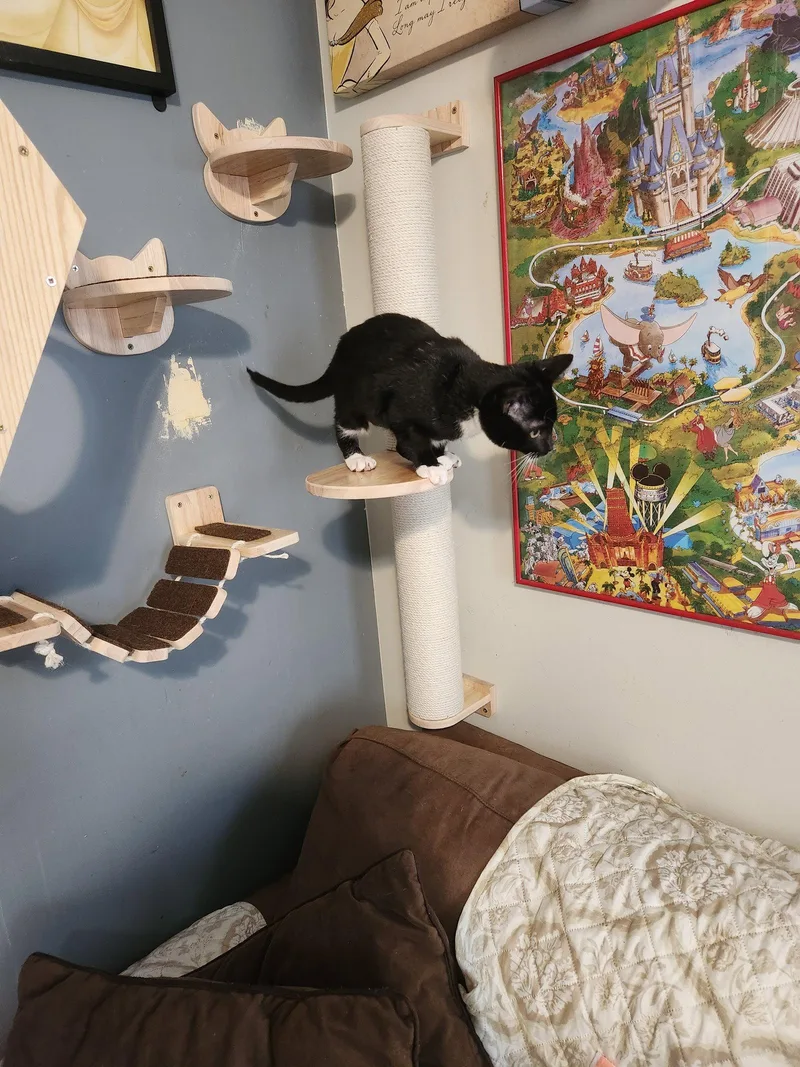 A baby medium-sized female Black & White / Tuxedo Domestic Short Hair cat named Doritos for adoption in Wheaton, IL