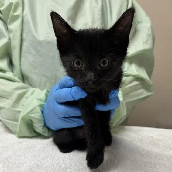 A baby small-sized male Domestic Short Hair cat named Meeko for adoption in Tempe, AZ
