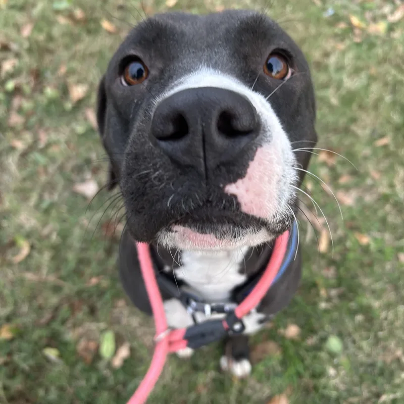 A young medium-sized female Labrador Retriever dog named Lexi for adoption in Pearland, TX