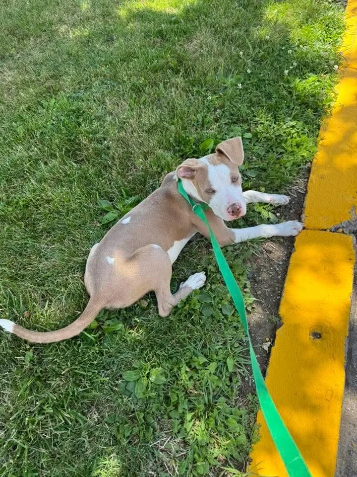 A baby medium-sized male White / Cream Pit Bull Terrier dog named Pinto for adoption in Vandergrift, PA