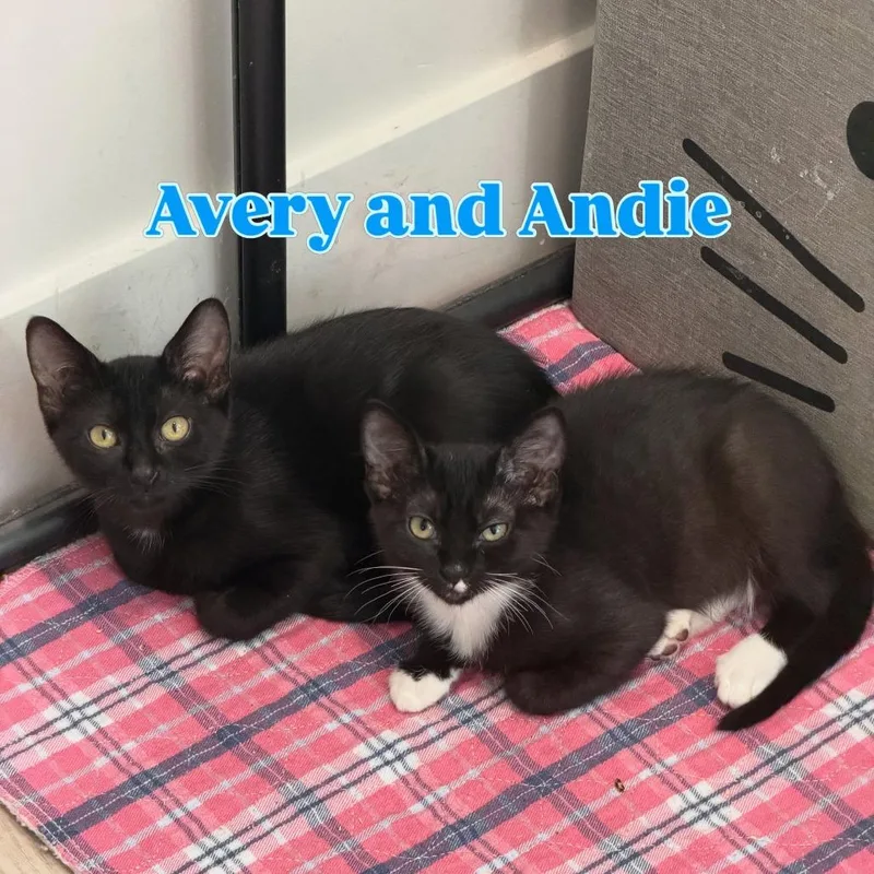 A baby medium-sized female Black Domestic Short Hair cat named Avery Silverman for adoption in Eagle Mountain, UT