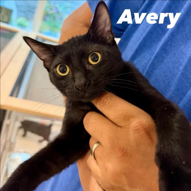 Avery Silverman thumbnail 3