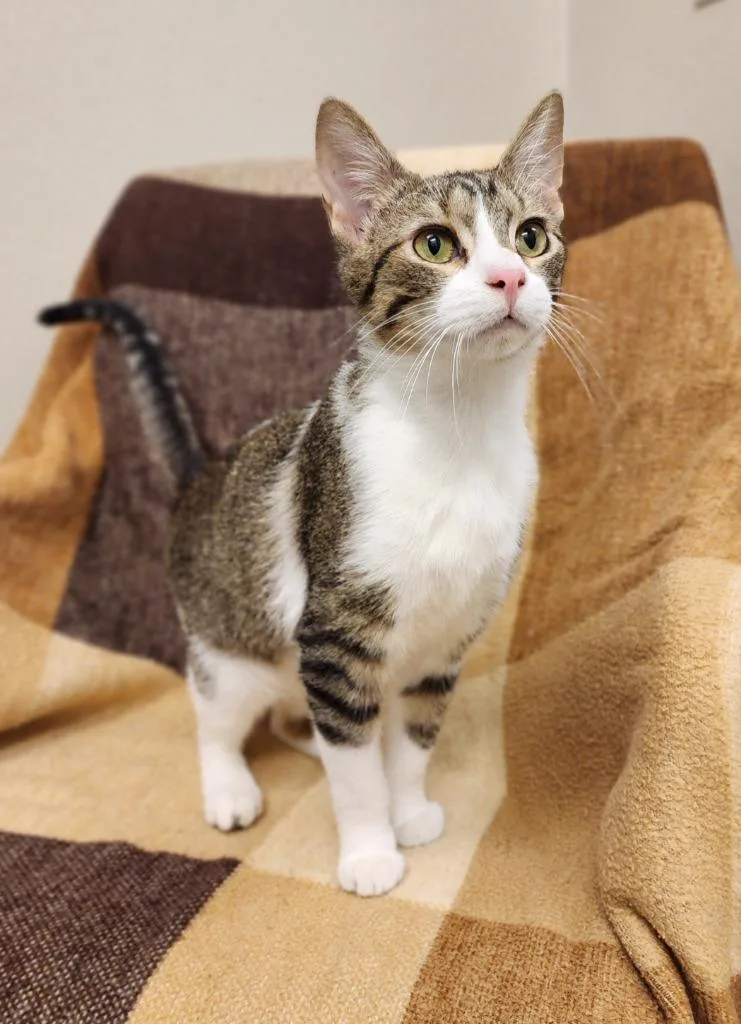A young medium-sized male Domestic Short Hair cat named Juan for adoption in Superior, WI