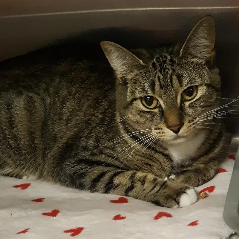 An adult medium-sized female Brown / Chocolate Domestic Short Hair cat named Zig for adoption in Spokane, WA