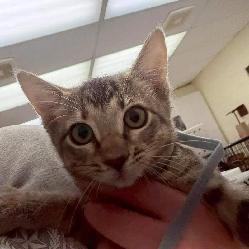 A baby small-sized female Gray / Blue / Silver Domestic Short Hair cat named Macy for adoption in Bastrop, TX