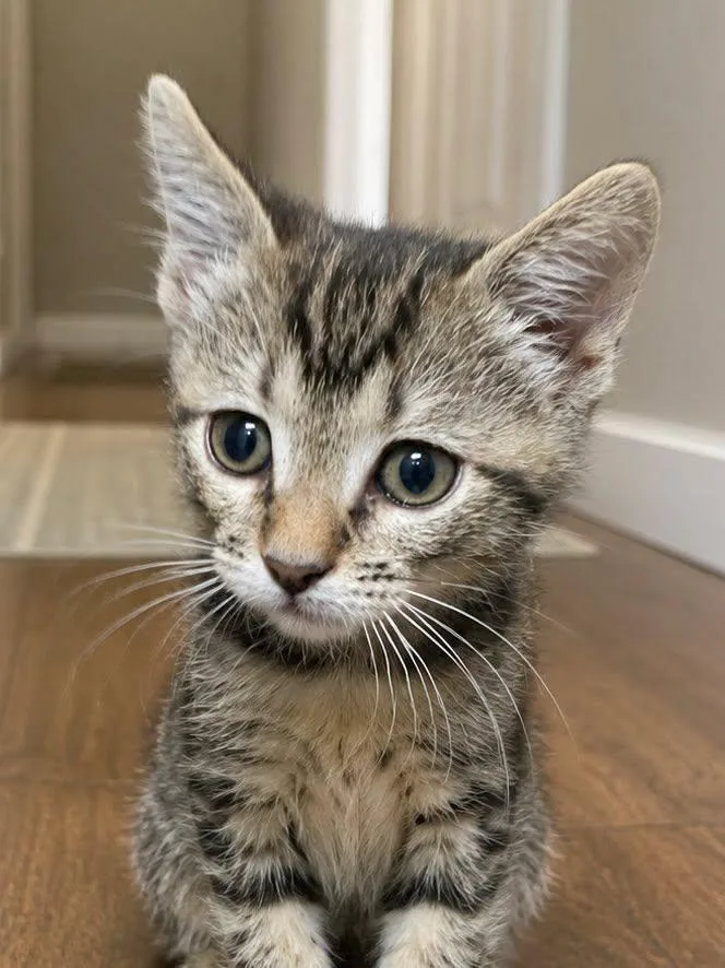 A baby medium-sized male Tabby (Brown / Chocolate) Domestic Short Hair cat named Lucas for adoption in Sioux Falls, SD