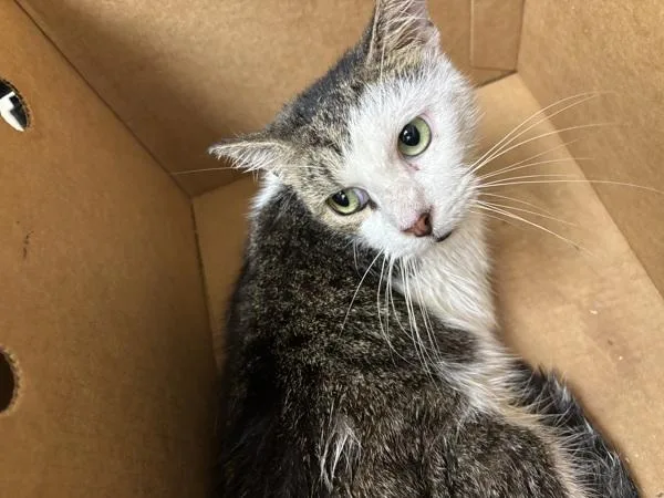 An adult small-sized male Domestic Short Hair cat named Phantom for adoption in Melbourne, FL