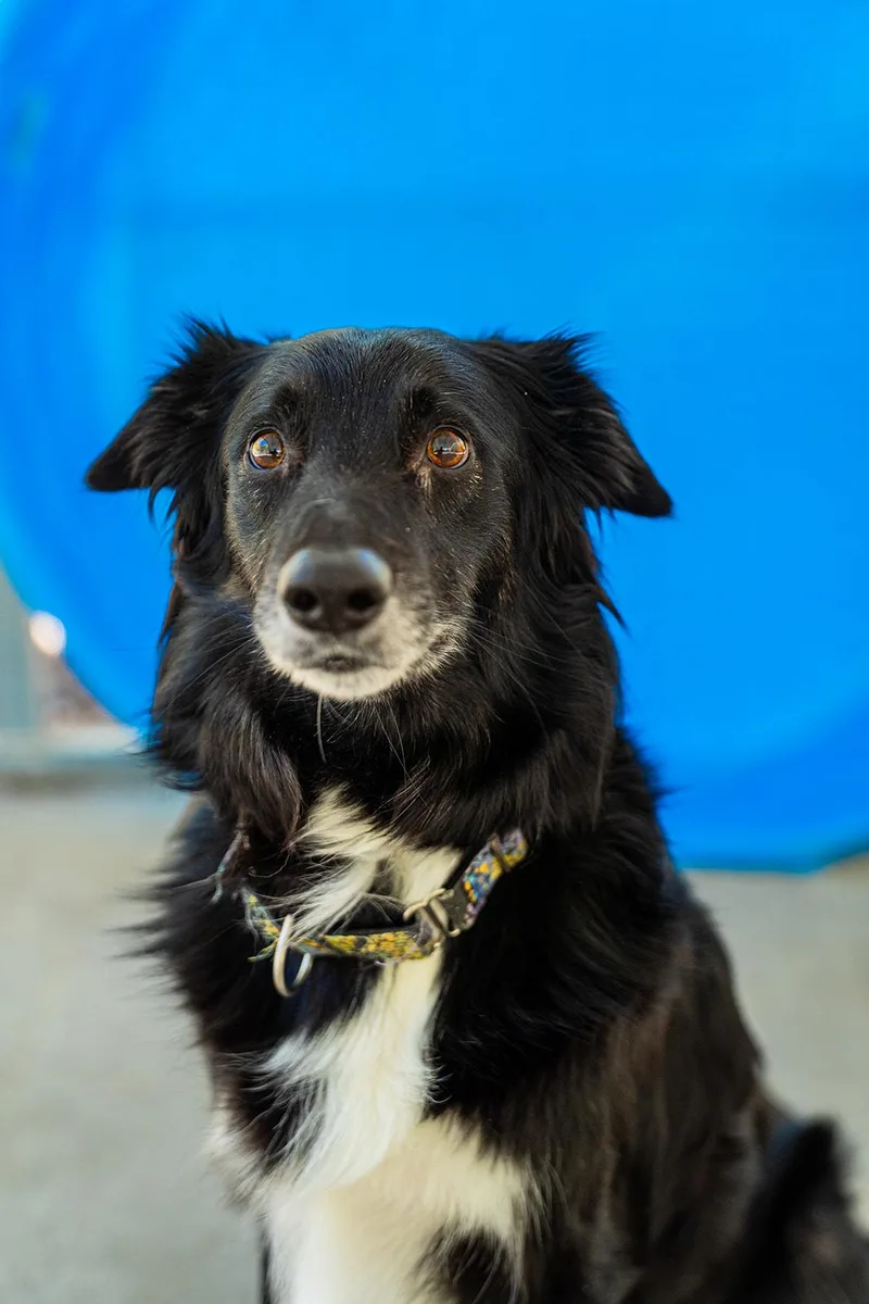 An adult medium-sized female Black Border Collie dog named Jade for adoption in Dellslow, WV