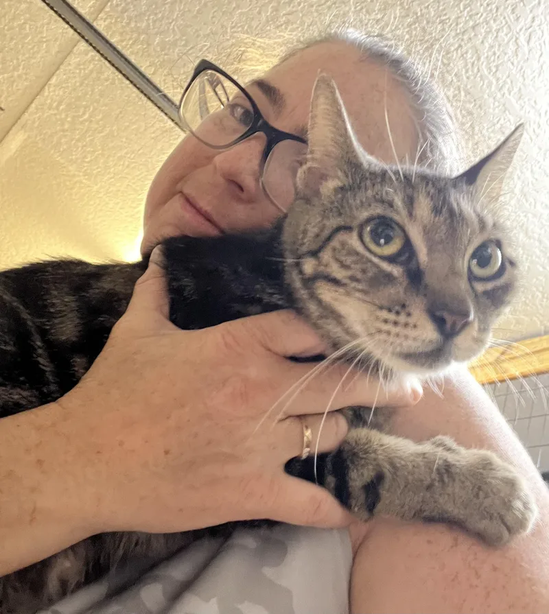 A young medium-sized female Tabby cat named Faiza for adoption in Ormond beach, FL