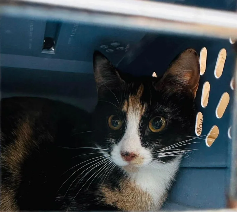 A baby medium-sized female Domestic Short Hair cat named Minnie Mouse for adoption in Cloquet, MN