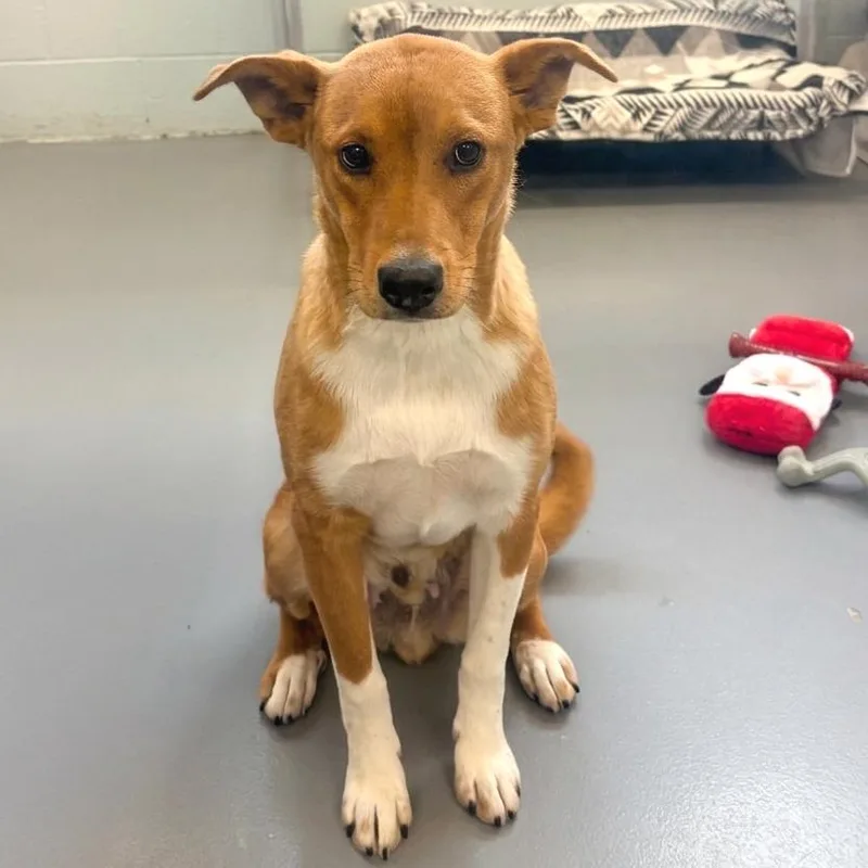 A young medium-sized male Brown / Chocolate Border Collie dog named Freddie for adoption in Wheeling, IL