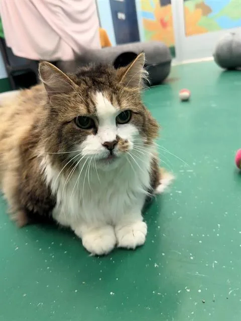 A senior small-sized male Domestic Medium Hair cat named Simba for adoption in Peoria, IL