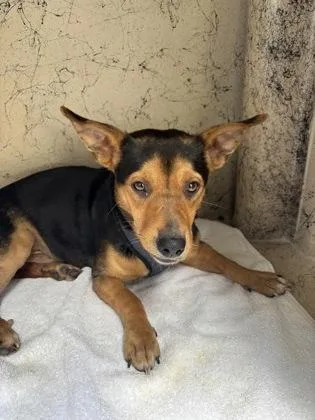 An adult small-sized male Terrier dog named Copper for adoption in Honolulu, HI