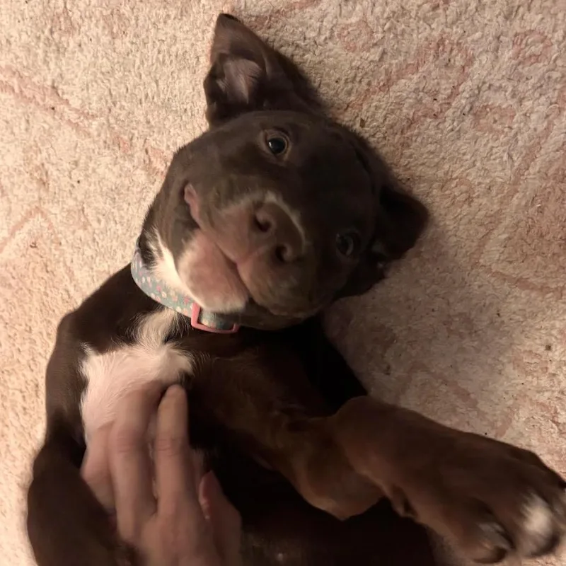 Millie D thumbnail 2