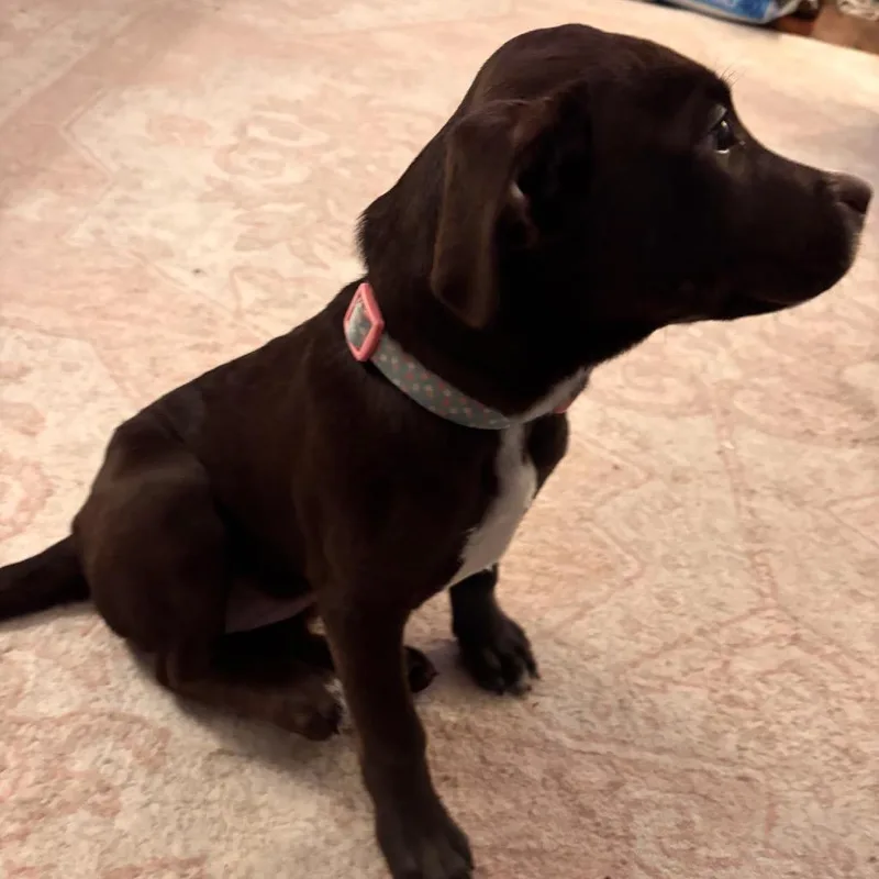 Millie D thumbnail 3