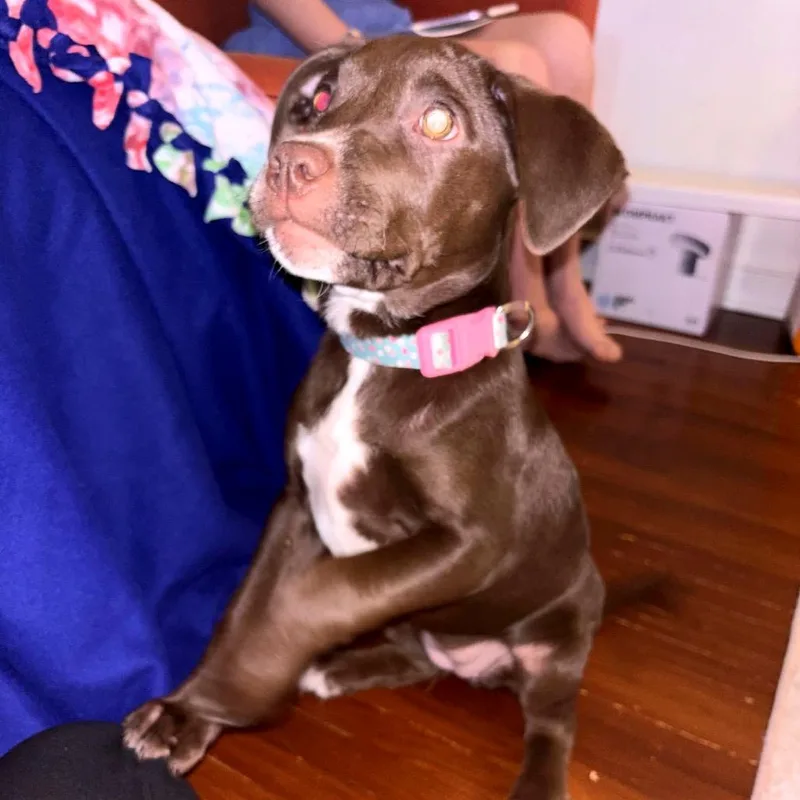 Millie D thumbnail 4