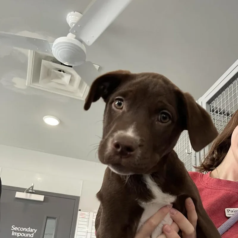 Millie D thumbnail 5