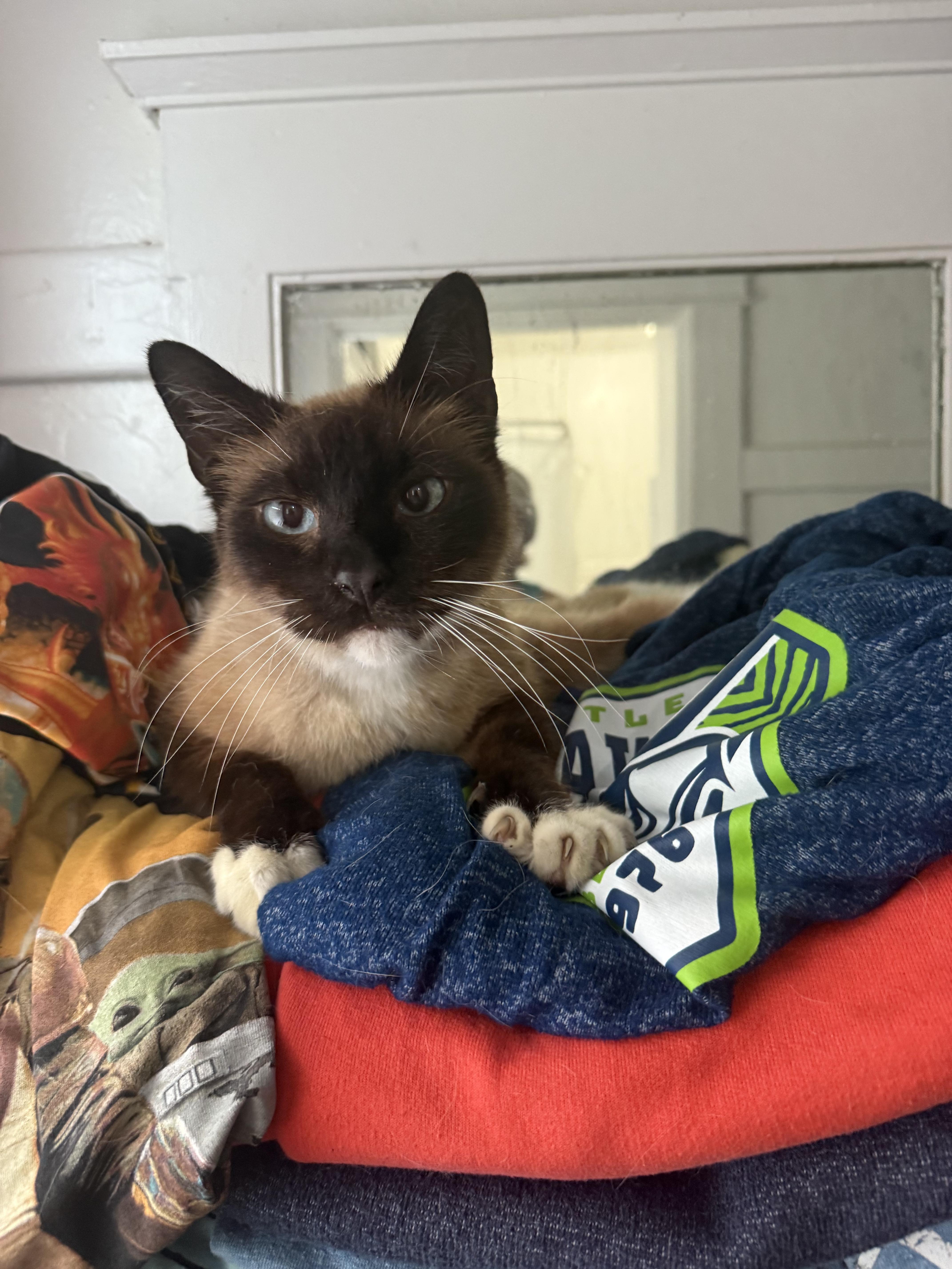 An adult medium-sized male Chocolate Point Siamese cat named Brando for adoption in Beverly Hills, CA