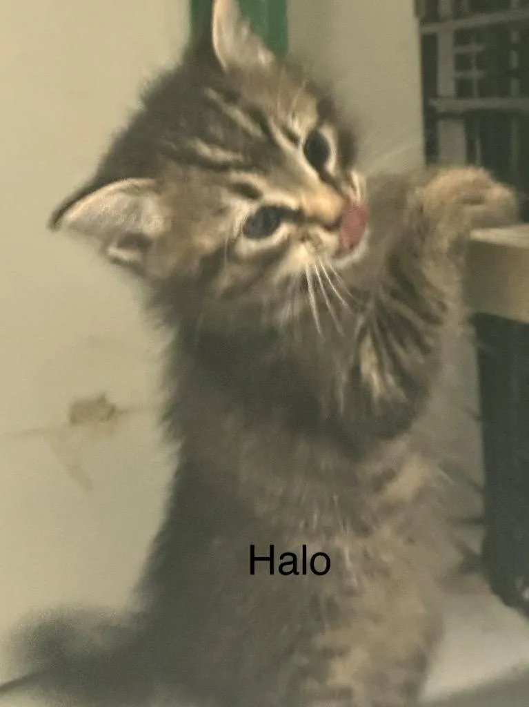 A baby small-sized male Domestic Short Hair cat named Halo for adoption in Saint Francisville, LA
