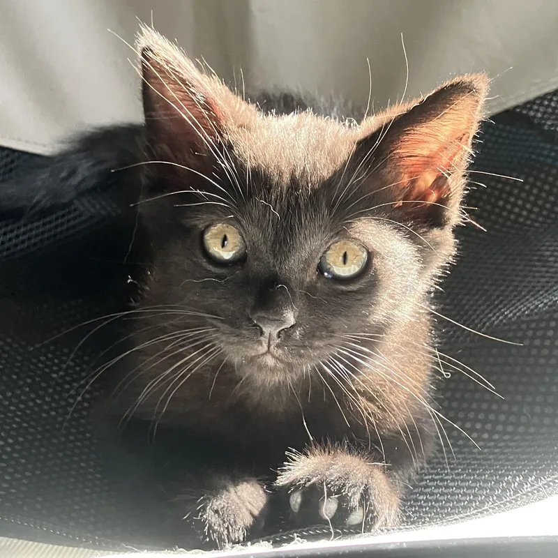 A baby small-sized male Black Domestic Short Hair cat named Abner for adoption in Miami, FL