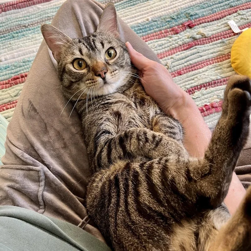 A young medium-sized male Brown / Chocolate Domestic Short Hair cat named T for adoption in Gibsonia, PA