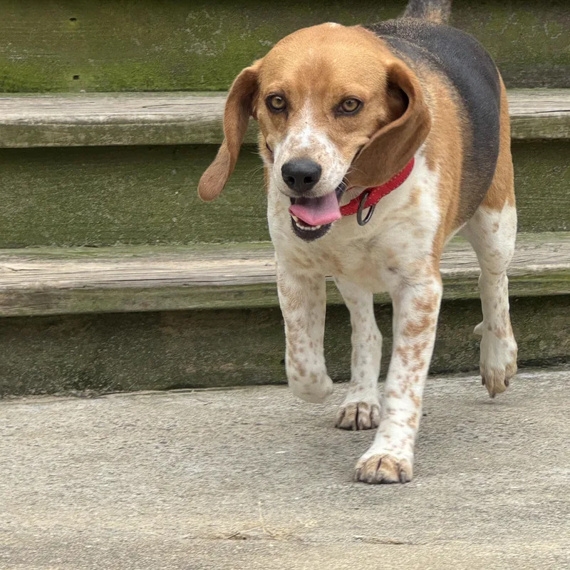 A young medium-sized male Beagle dog named Little Man for adoption in Grandy, NC