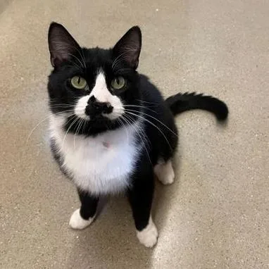 An adult medium-sized male Black & White / Tuxedo Domestic Short Hair cat named Opie for adoption in Rochester, MN