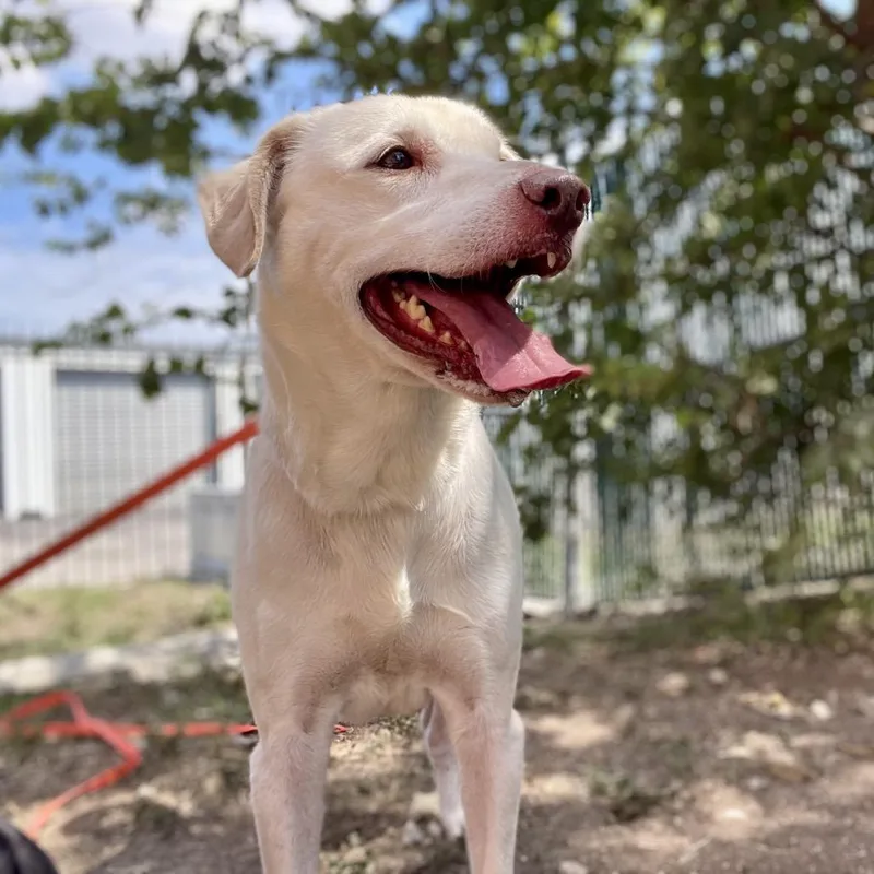 A senior medium-sized male Yellow Labrador Retriever dog named Lumiere for adoption in Wimberley, TX