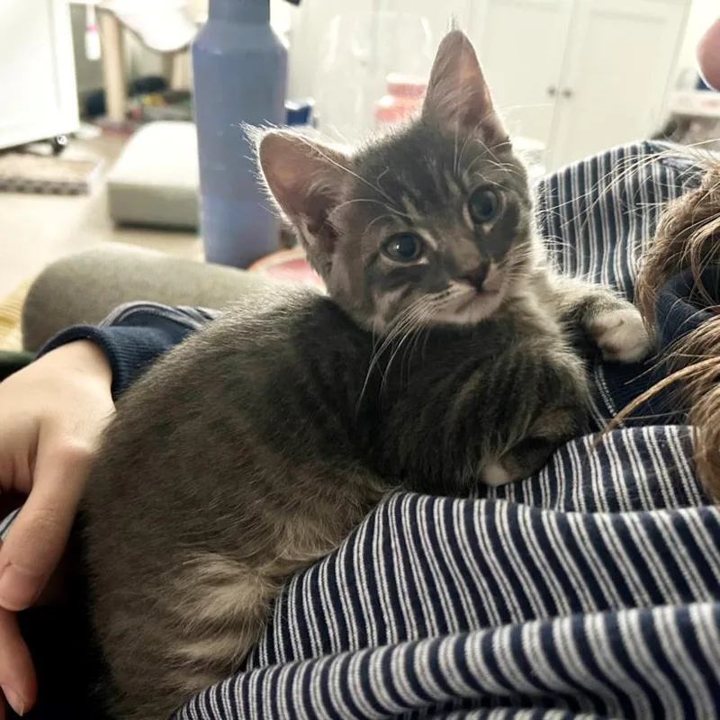 A baby small-sized male Domestic Short Hair cat named Mr. Business for adoption in Burbank, CA
