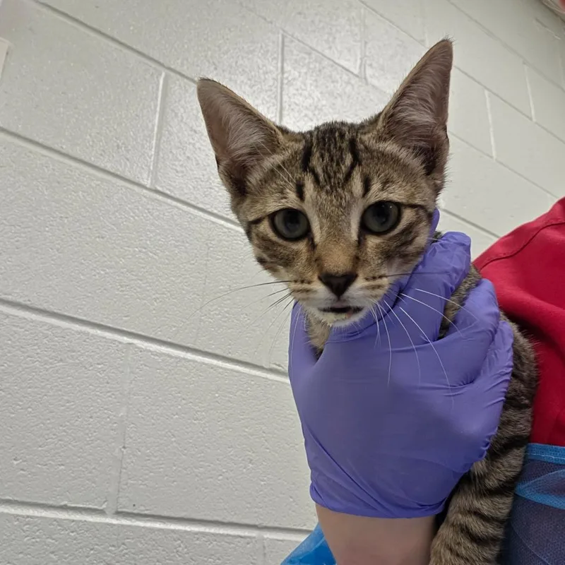 A baby small-sized male Brown / Chocolate Domestic Short Hair cat named Len for adoption in Chattanooga, TN