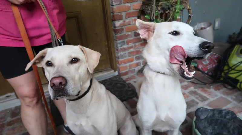 An adult medium-sized female Yellow Labrador Retriever dog named Blakeand DeenyYoung Duo for adoption in St. Petersburg, FL