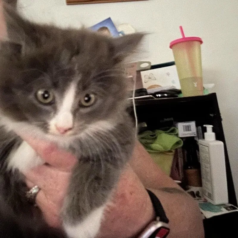 A baby small-sized male Gray / Blue / Silver Domestic Long Hair cat named Chimkin for adoption in Westminster, CA