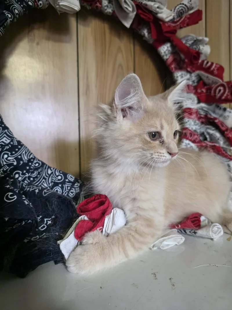 Butterscotch thumbnail 2