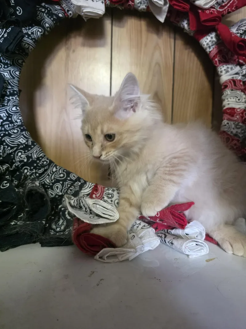 Butterscotch thumbnail 3