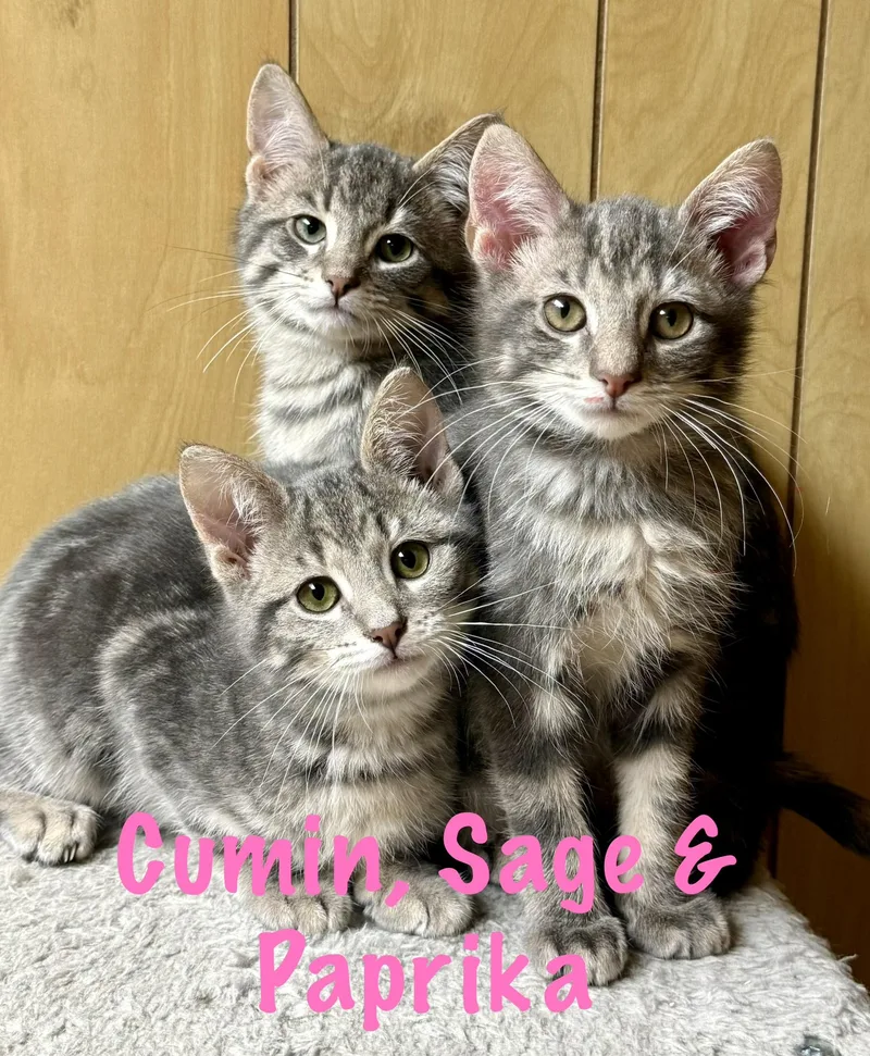 A baby medium-sized female Domestic Short Hair cat named Sage for adoption in Frewsburg, NY